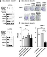 XRCC4 Antibody in Western Blot (WB)