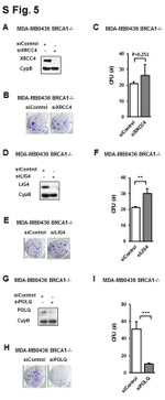 XRCC4 Antibody in Western Blot (WB)
