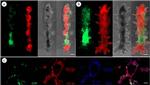GFP Antibody in Immunocytochemistry (ICC/IF)