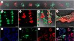 GFP Antibody in Immunocytochemistry (ICC/IF)