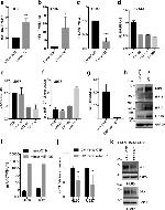 Granulins Antibody in Western Blot (WB)