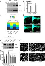 Granulins Antibody in Western Blot (WB)