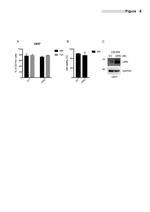 Granulins Antibody in Western Blot (WB)
