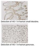 Heme Oxygenase-1 Antibody in Immunohistochemistry (Paraffin) (IHC (P))