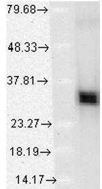 Heme Oxygenase-1 Antibody in Western Blot (WB)