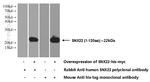 SNX22 Antibody in Western Blot (WB)