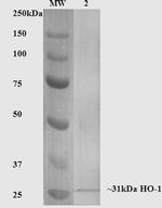 Heme Oxygenase-1 Antibody in Western Blot (WB)