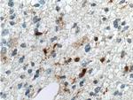 SAMSN1 Antibody in Immunohistochemistry (Paraffin) (IHC (P))