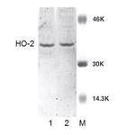 Heme oxygenase-2 (HO-2) Antibody in Western Blot (WB)
