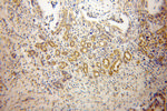 DNAJB4 Antibody in Immunohistochemistry (Paraffin) (IHC (P))