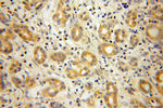 DNAJB4 Antibody in Immunohistochemistry (Paraffin) (IHC (P))