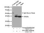 DNAJB4 Antibody in Immunoprecipitation (IP)
