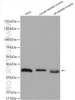 DNAJB4 Antibody in Western Blot (WB)