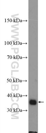 DNAJB4 Antibody in Western Blot (WB)