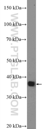 DNAJB4 Antibody in Western Blot (WB)