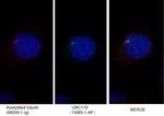 UNC119 Antibody in Immunocytochemistry (ICC/IF)