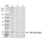 Superoxide dismutase 1 (SOD1) Antibody in Western Blot (WB)