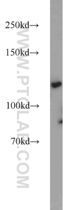 SMARCA5 Antibody in Western Blot (WB)