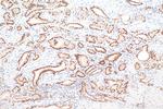 NKX3-1 Antibody in Immunohistochemistry (Paraffin) (IHC (P))