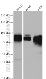 CD97 Antibody in Western Blot (WB)