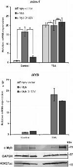 GAPDH Antibody in Western Blot (WB)