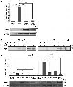 GAPDH Antibody in Western Blot (WB)