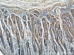 CCK Antibody in Immunohistochemistry (Paraffin) (IHC (P))