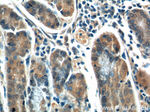 CCK Antibody in Immunohistochemistry (Paraffin) (IHC (P))