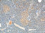 CCK Antibody in Immunohistochemistry (Paraffin) (IHC (P))