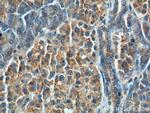 CCK Antibody in Immunohistochemistry (Paraffin) (IHC (P))