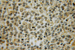 PTPRA Antibody in Immunohistochemistry (Paraffin) (IHC (P))
