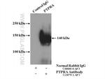 PTPRA Antibody in Immunoprecipitation (IP)