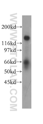PTPRA Antibody in Western Blot (WB)
