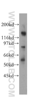 PTPRA Antibody in Western Blot (WB)
