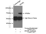 PEX5L Antibody in Immunoprecipitation (IP)