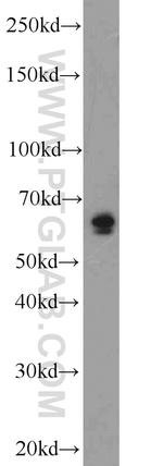 PEX5L Antibody in Western Blot (WB)