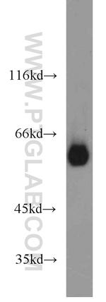 DCT Antibody in Western Blot (WB)