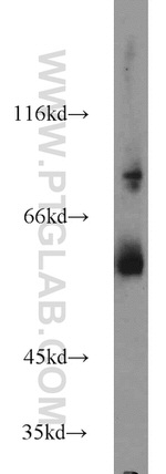 DCT Antibody in Western Blot (WB)