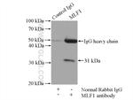 MLF1 Antibody in Immunoprecipitation (IP)