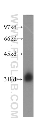 MLF1 Antibody in Western Blot (WB)