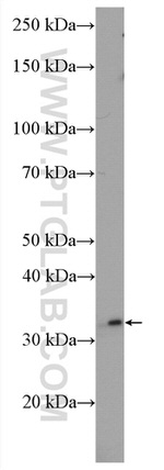 MLF1 Antibody in Western Blot (WB)
