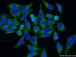 DNAJC10 Antibody in Immunocytochemistry (ICC/IF)