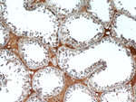 DNAJC10 Antibody in Immunohistochemistry (Paraffin) (IHC (P))
