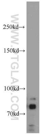 DNAJC10 Antibody in Western Blot (WB)