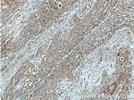 SERPINB8 Antibody in Immunohistochemistry (Paraffin) (IHC (P))