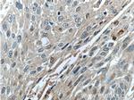 SERPINB8 Antibody in Immunohistochemistry (Paraffin) (IHC (P))