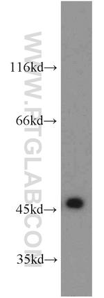 SERPINB8 Antibody in Western Blot (WB)