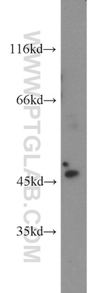 SERPINB8 Antibody in Western Blot (WB)