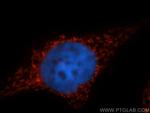 PYCR1 Antibody in Immunocytochemistry (ICC/IF)