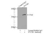 PYCR1 Antibody in Immunoprecipitation (IP)